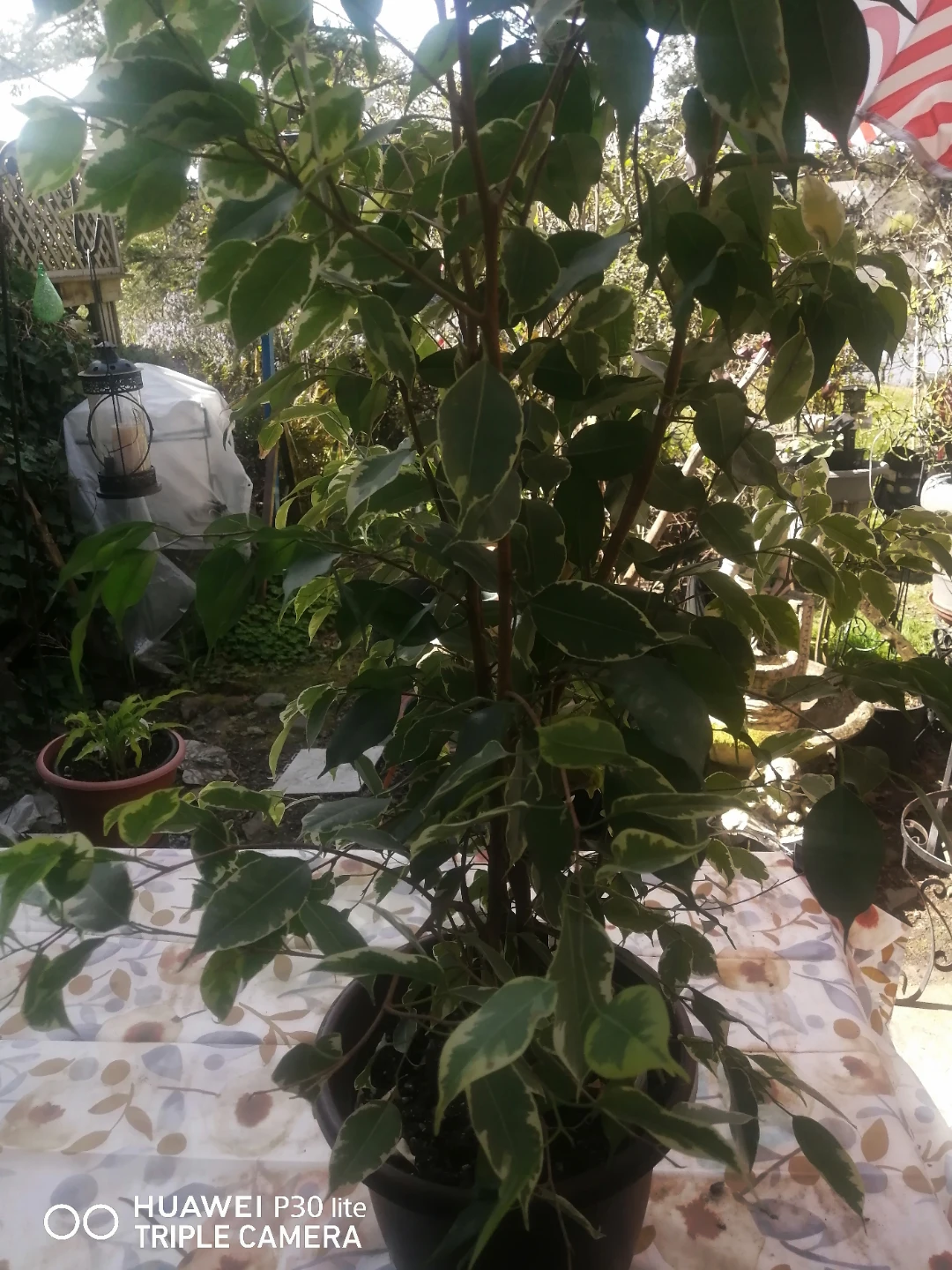 Color Your Life Ficus Benjamina "Platinum Ficus" Plant