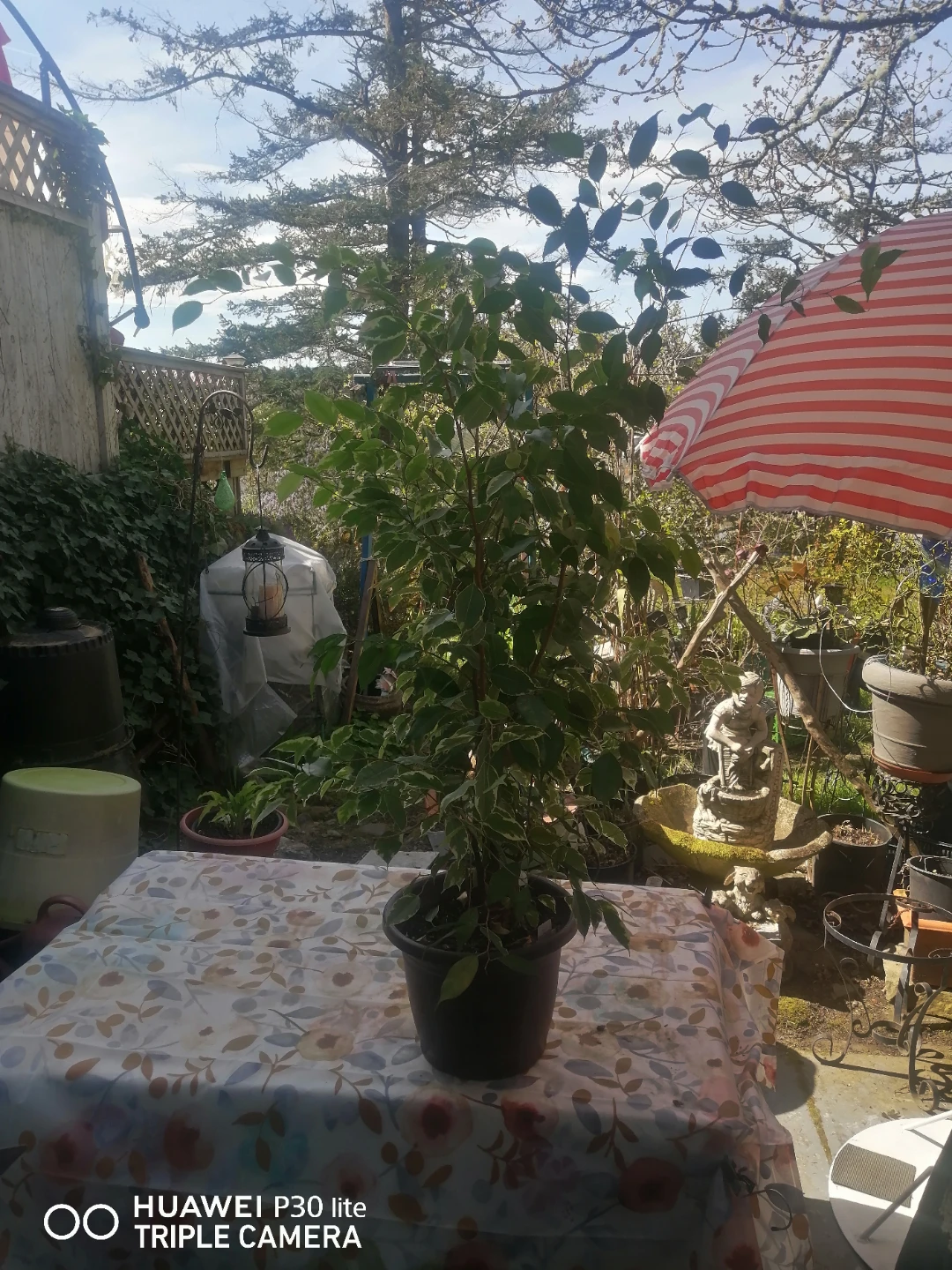 Color Your Life Ficus Benjamina "Platinum Ficus" Plant - photo 3