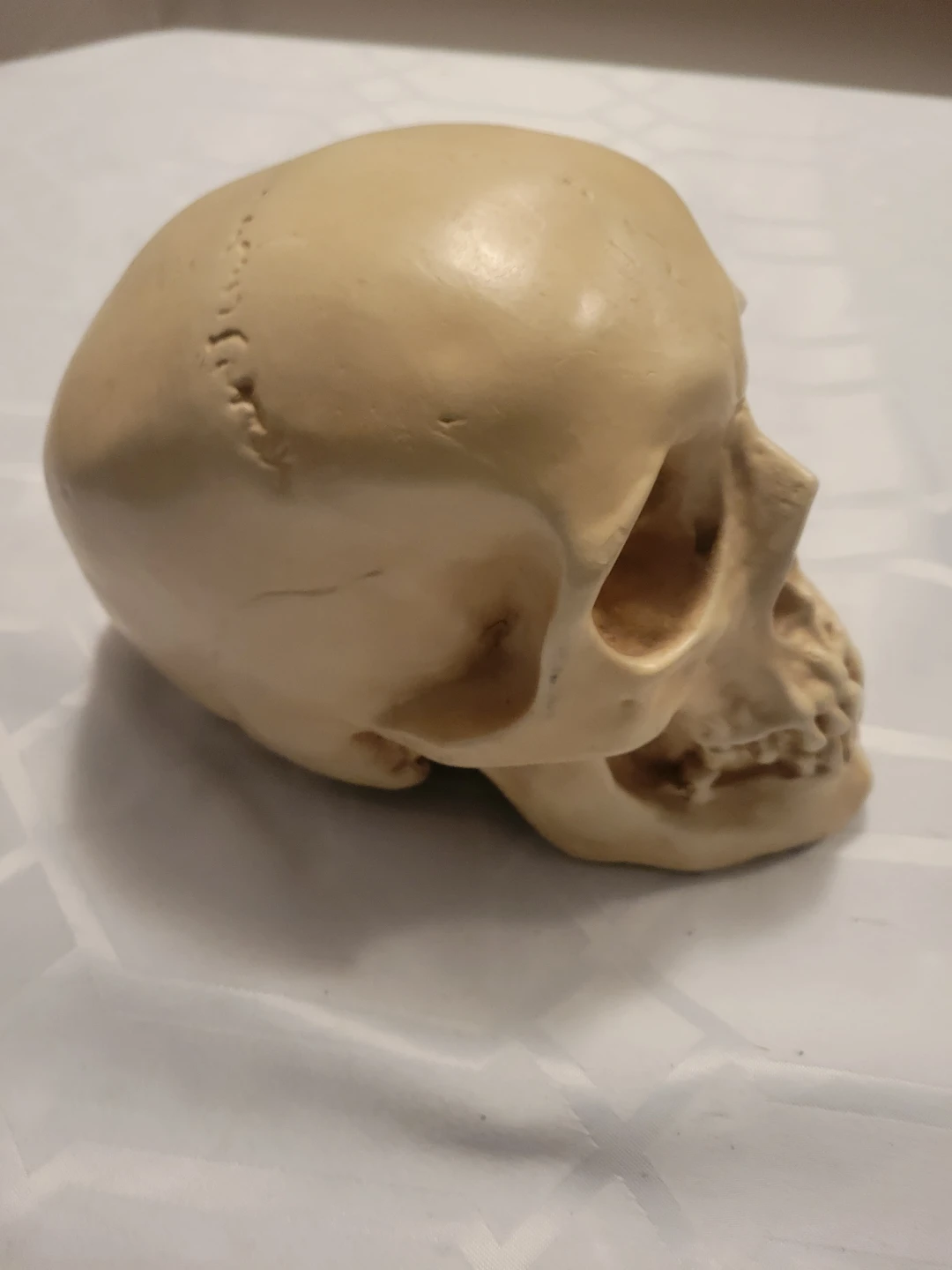 Jackie O's "Nights" Skull Replica - photo 2