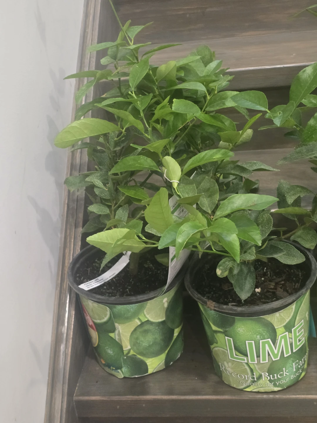 Lime Tree Plant - photo 3