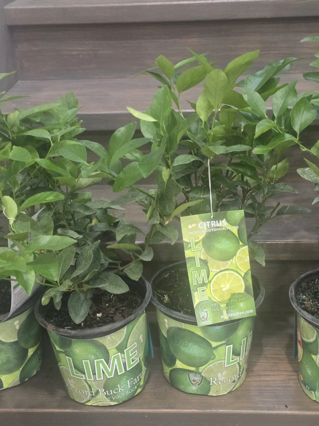 Lime Tree Plant - photo 4