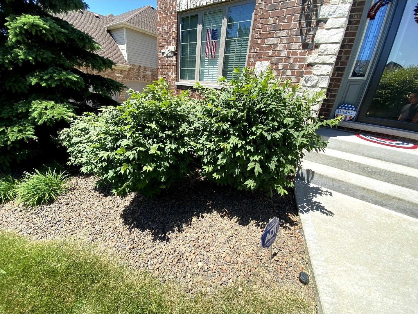 Tree trimming & pruning