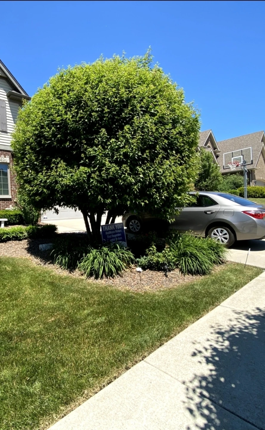Tree trimming & pruning - photo 3