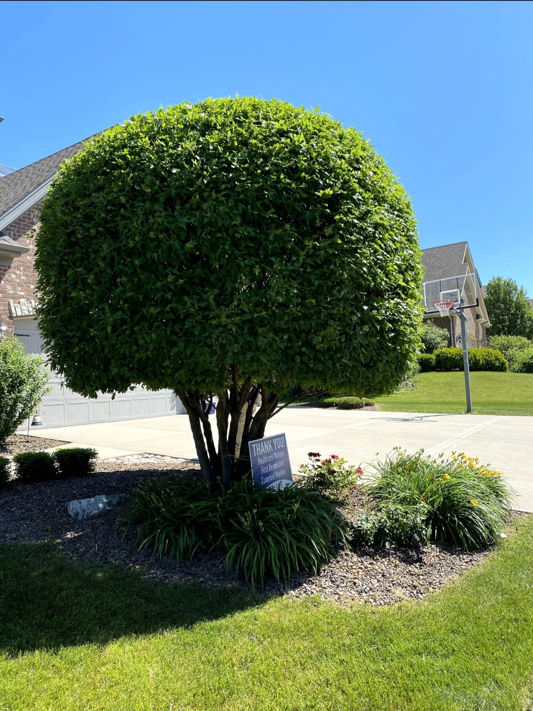 Tree trimming & pruning - photo 4