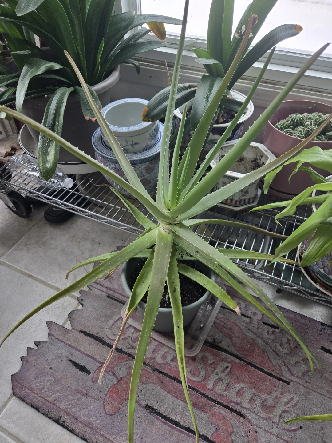 Aloe Vera Plant