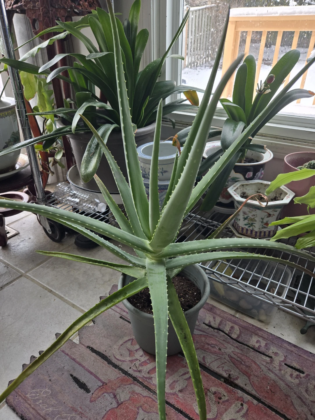 Aloe Vera Plant - photo 2