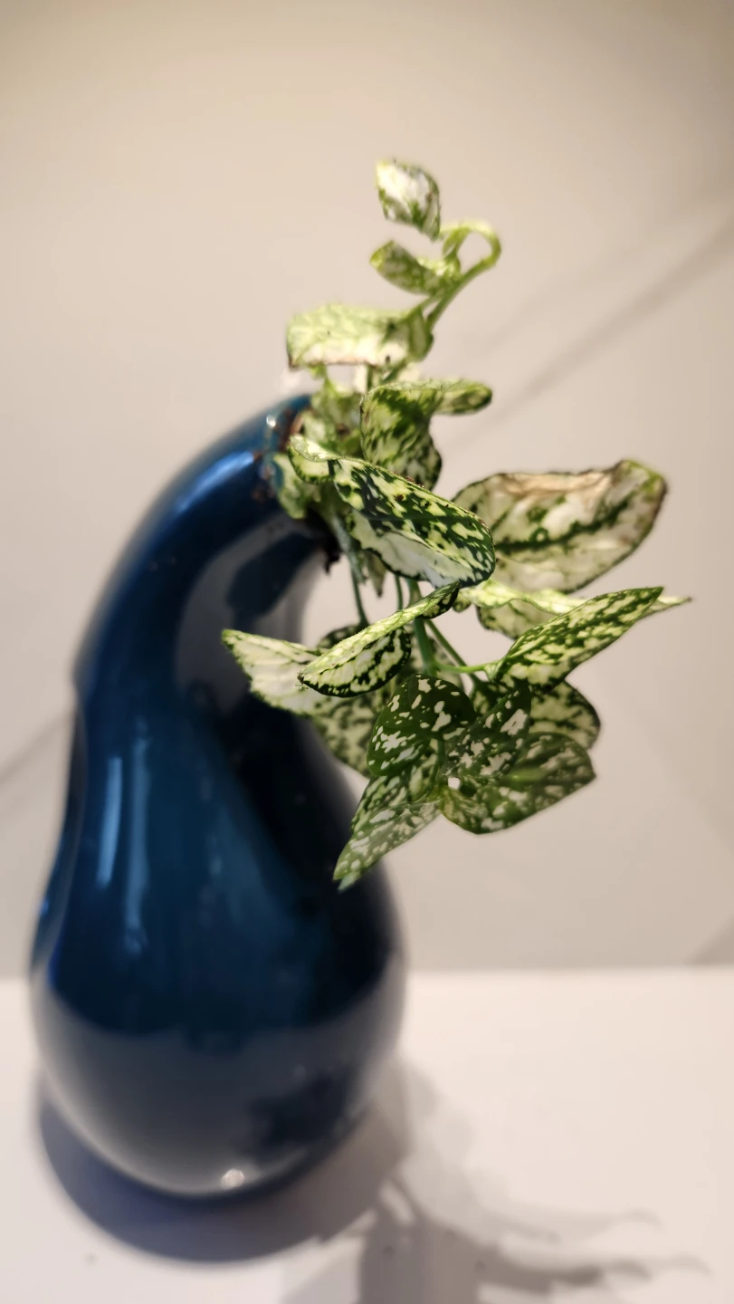 Upcycled Sculptural water jug planter with polka dot plant - photo 2