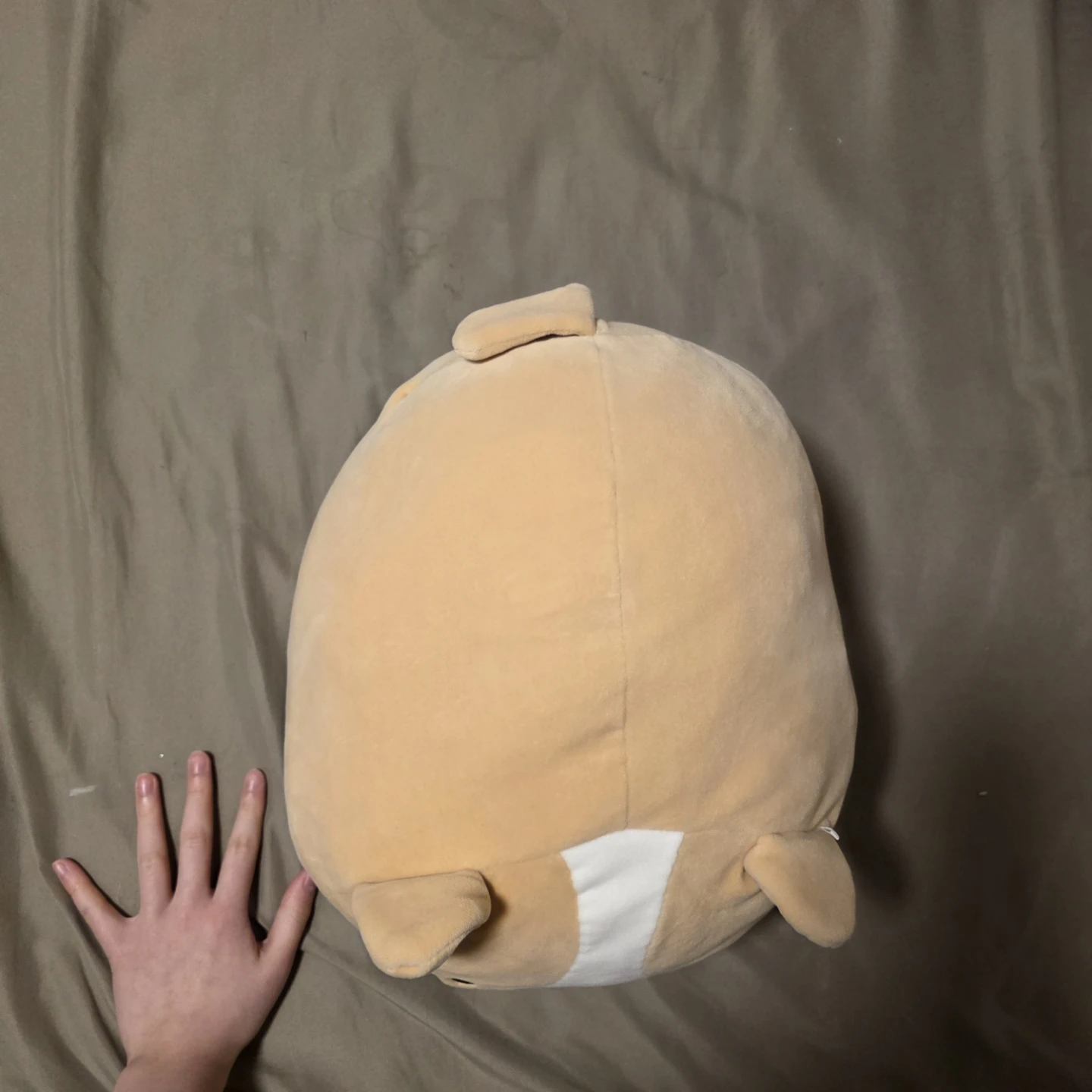 Corgi Plush Pillow - photo 3