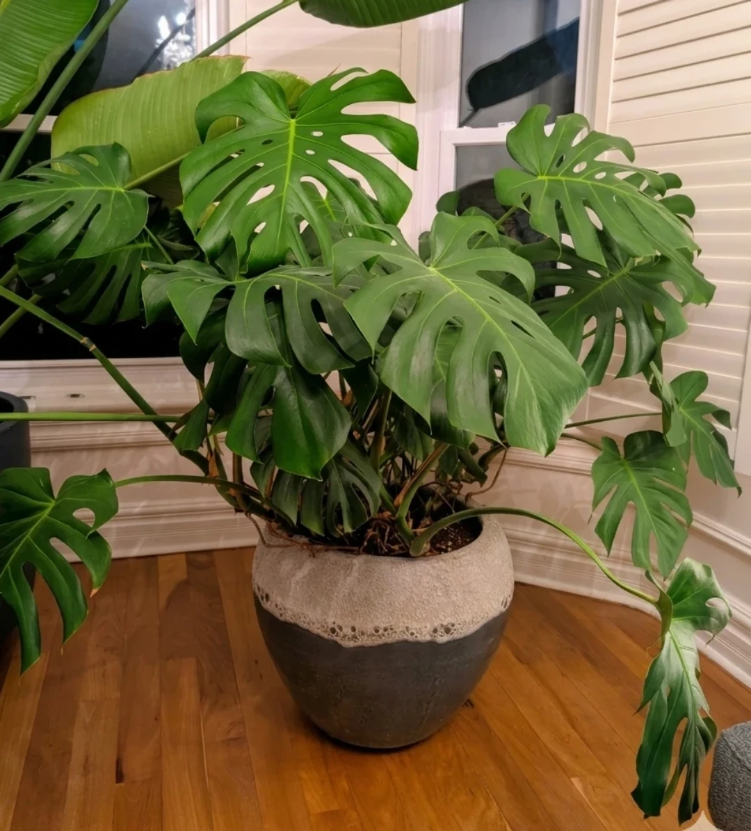 Monstera Plant in Decorative Pot