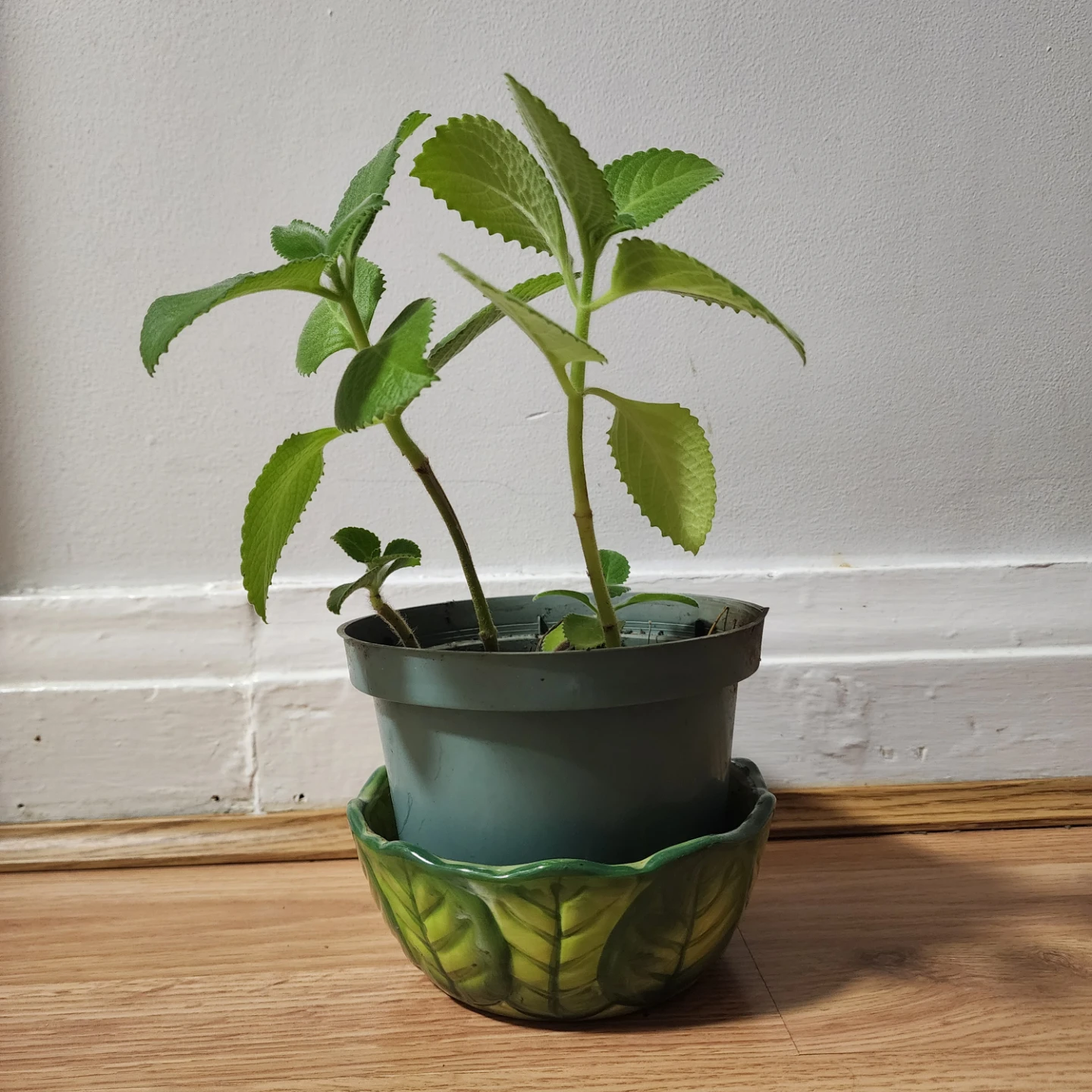 Cuban oregano Plant