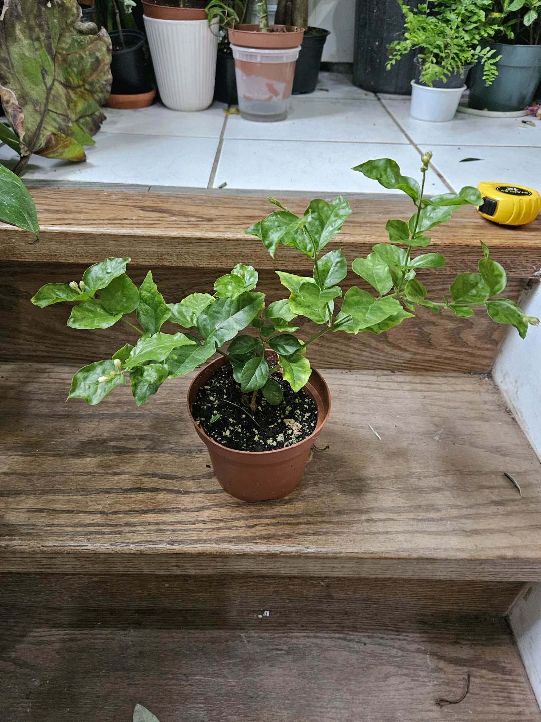 Jasmine Plant in 5"pot 🌱
