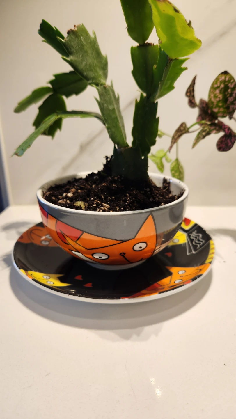 Upcycled cat tea set planter with plants - photo 2