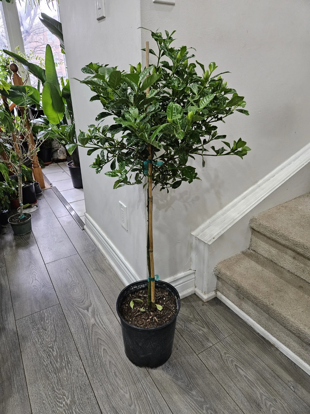 Gardenia Plant in Pot🌱