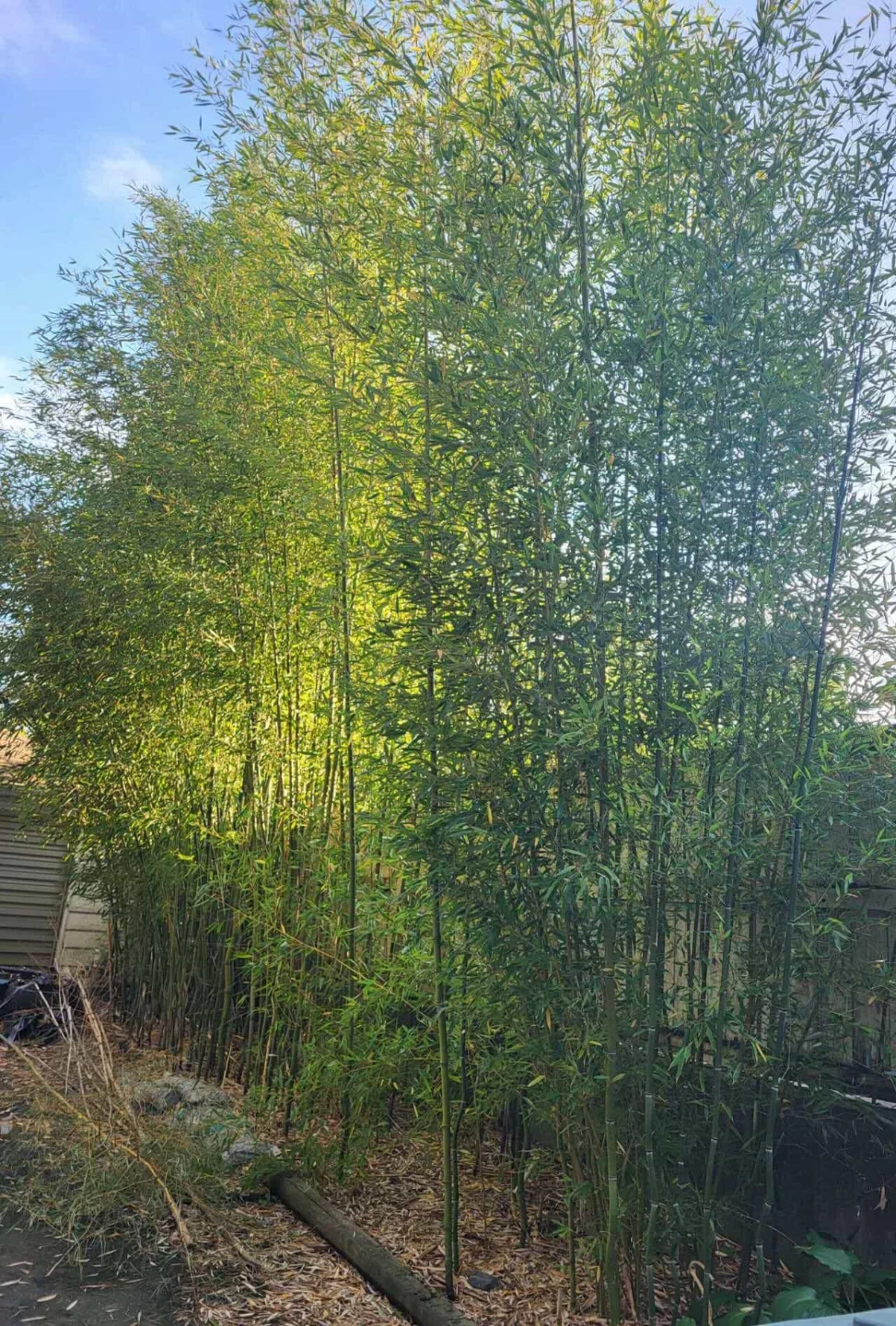 Bamboo Plants - photo 2