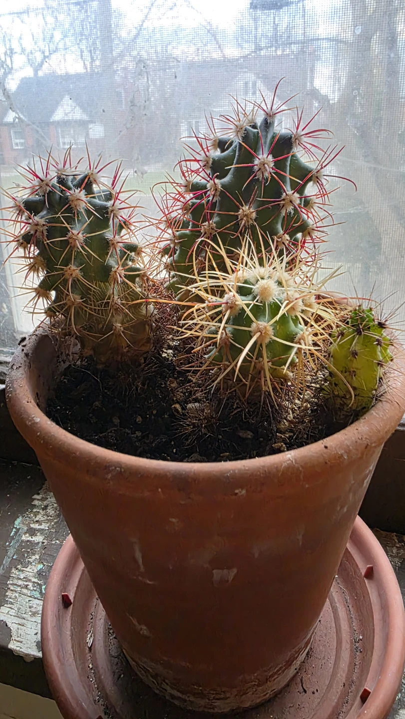 Assorted Cactus Plant in Terracotta Pot