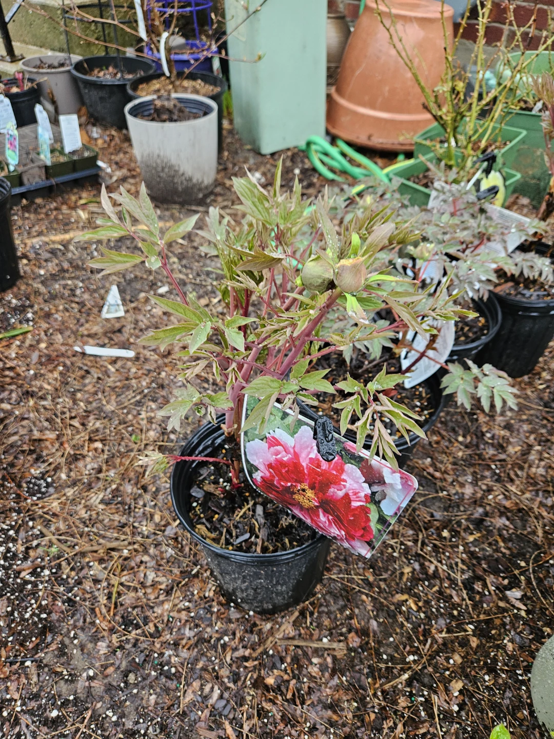 Tree Peony Plant🌱