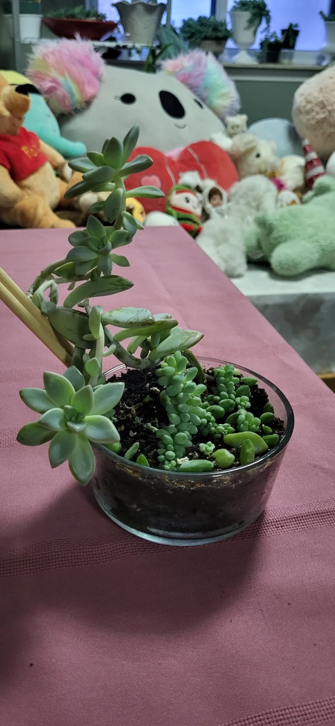 Two types of succulent in a glass container - photo 3