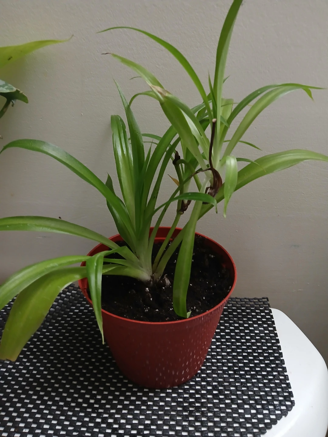 Healthy Spider Plant in Ceramic Pot - photo 2