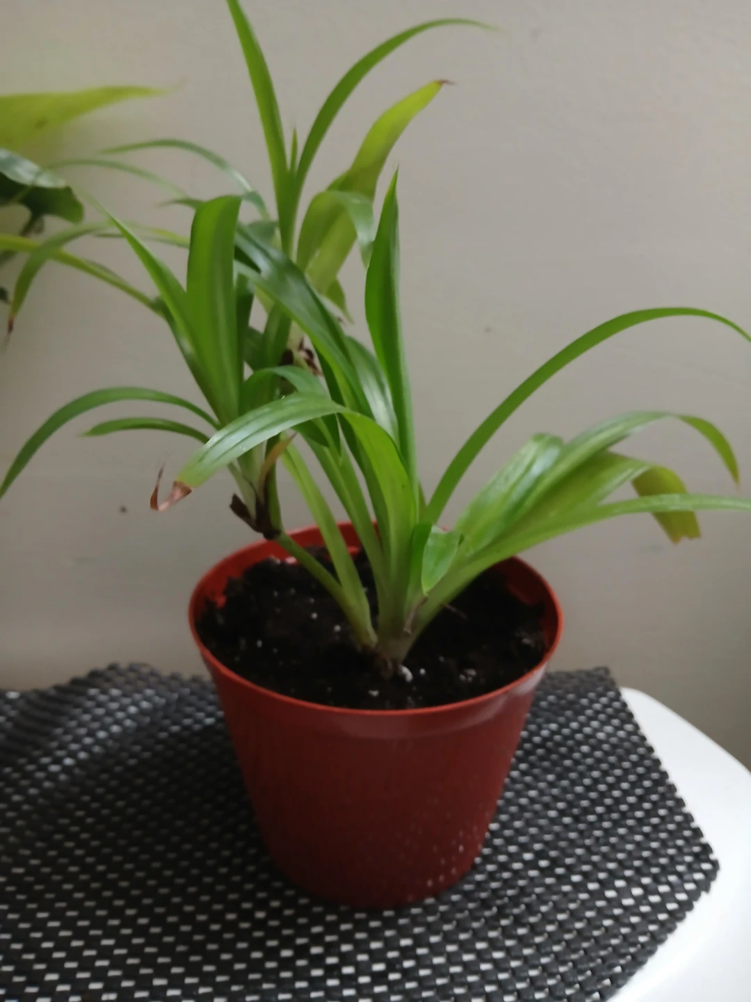 Healthy Spider Plant in Ceramic Pot - photo 5