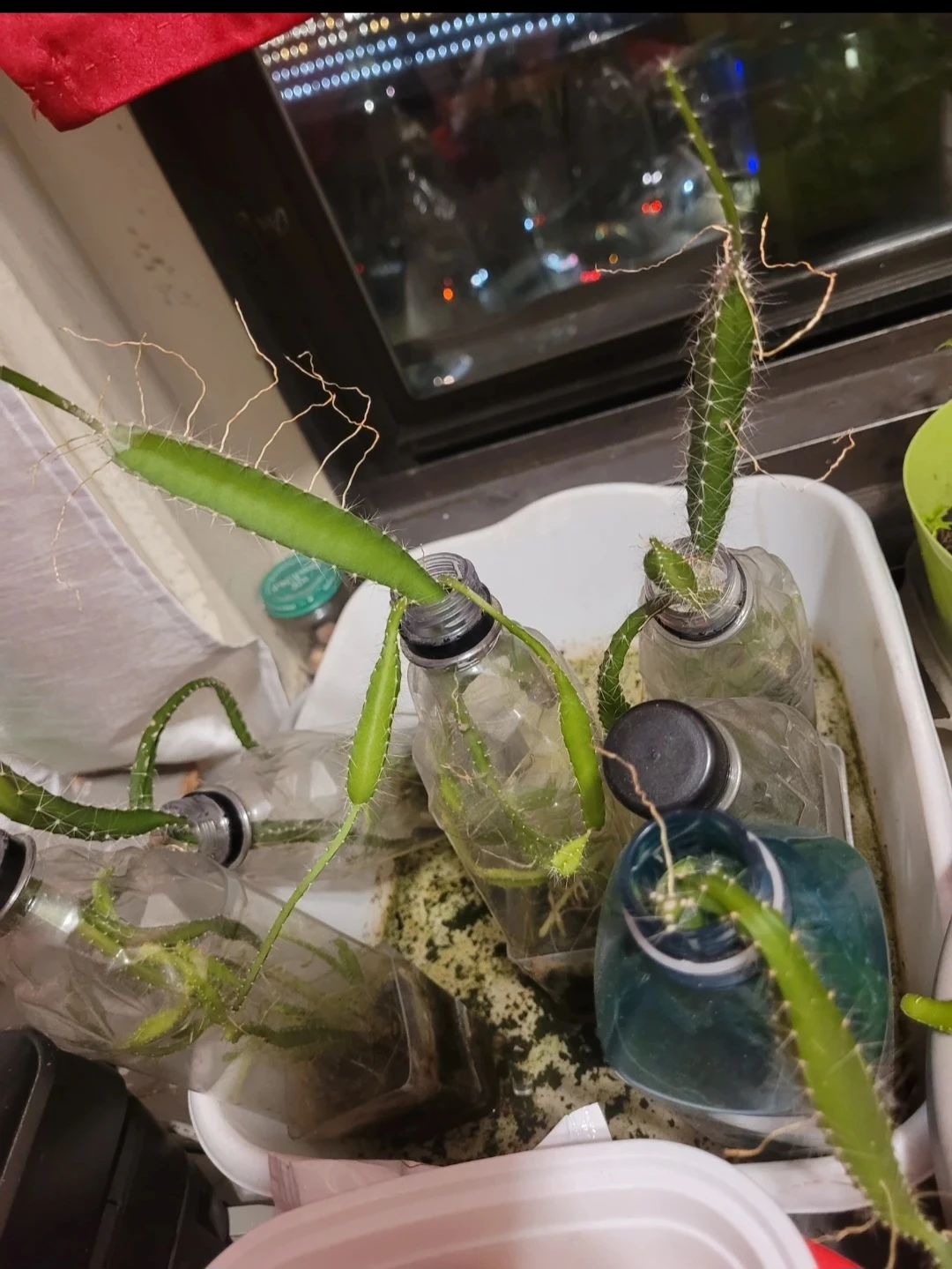 🌱2for$5 Dragon Fruit Cuttings - Multiple Pieces