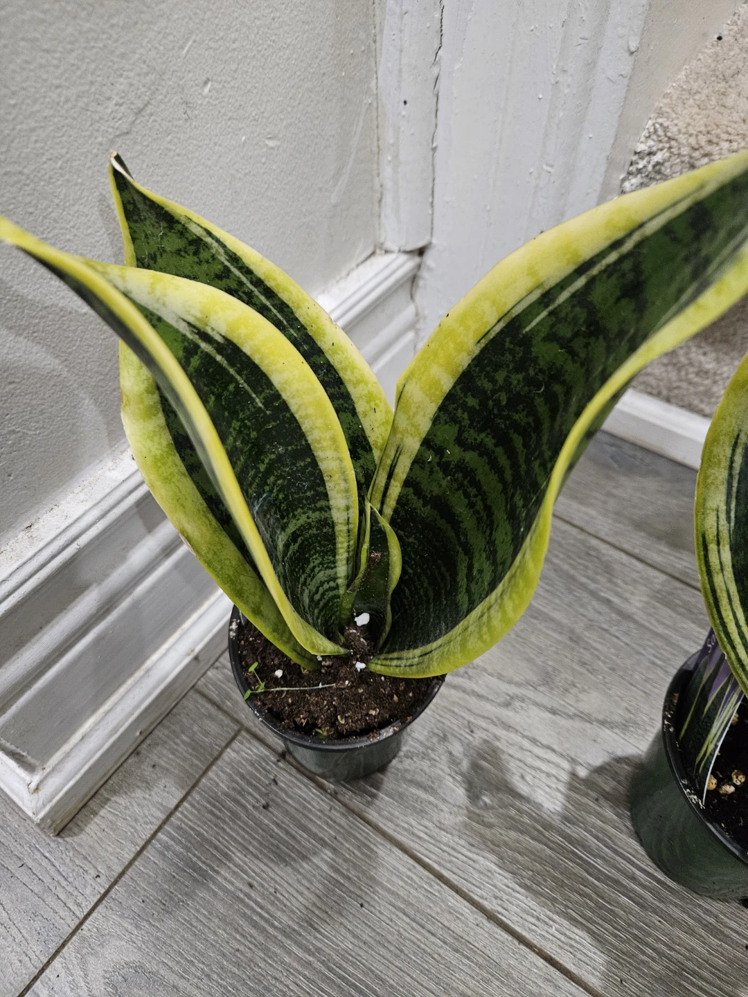 Sansevieria Snake Plant - Golden Hahnii