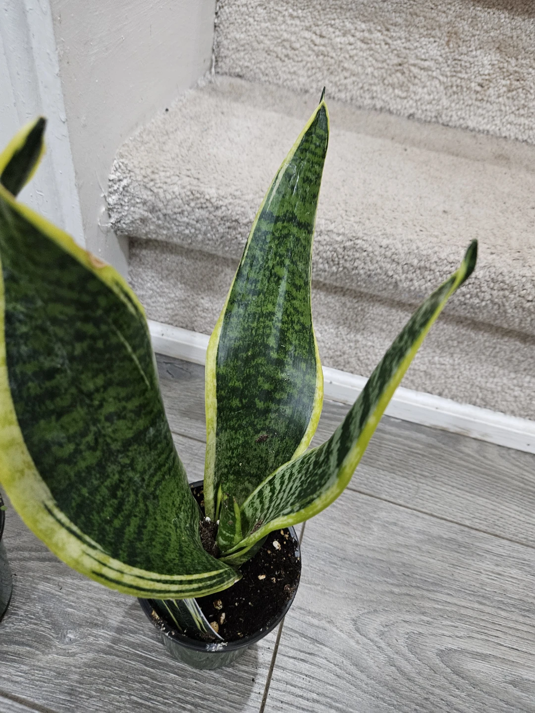 Sansevieria Snake Plant - Golden Hahnii - photo 2