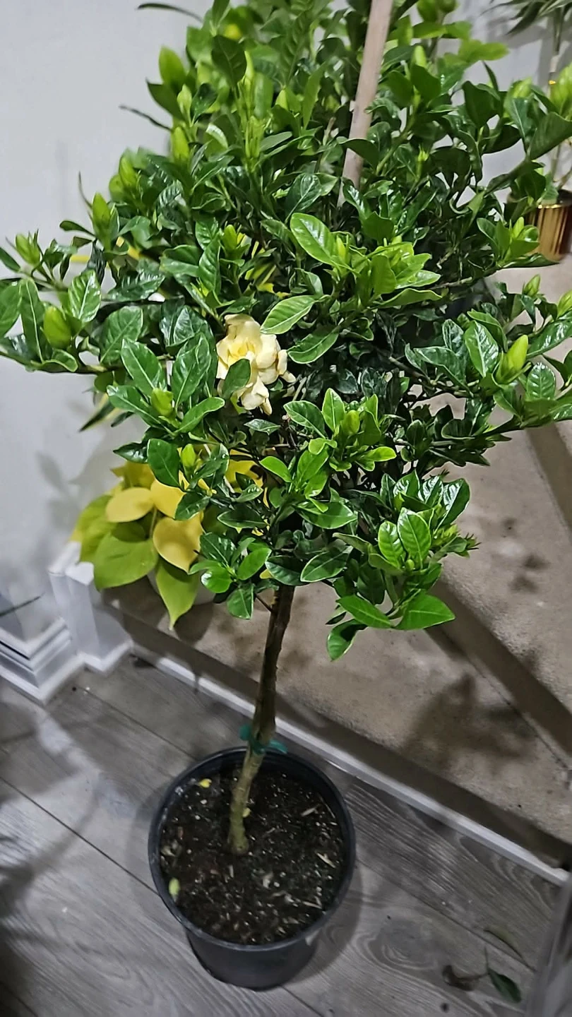 Gardenia Plant standard