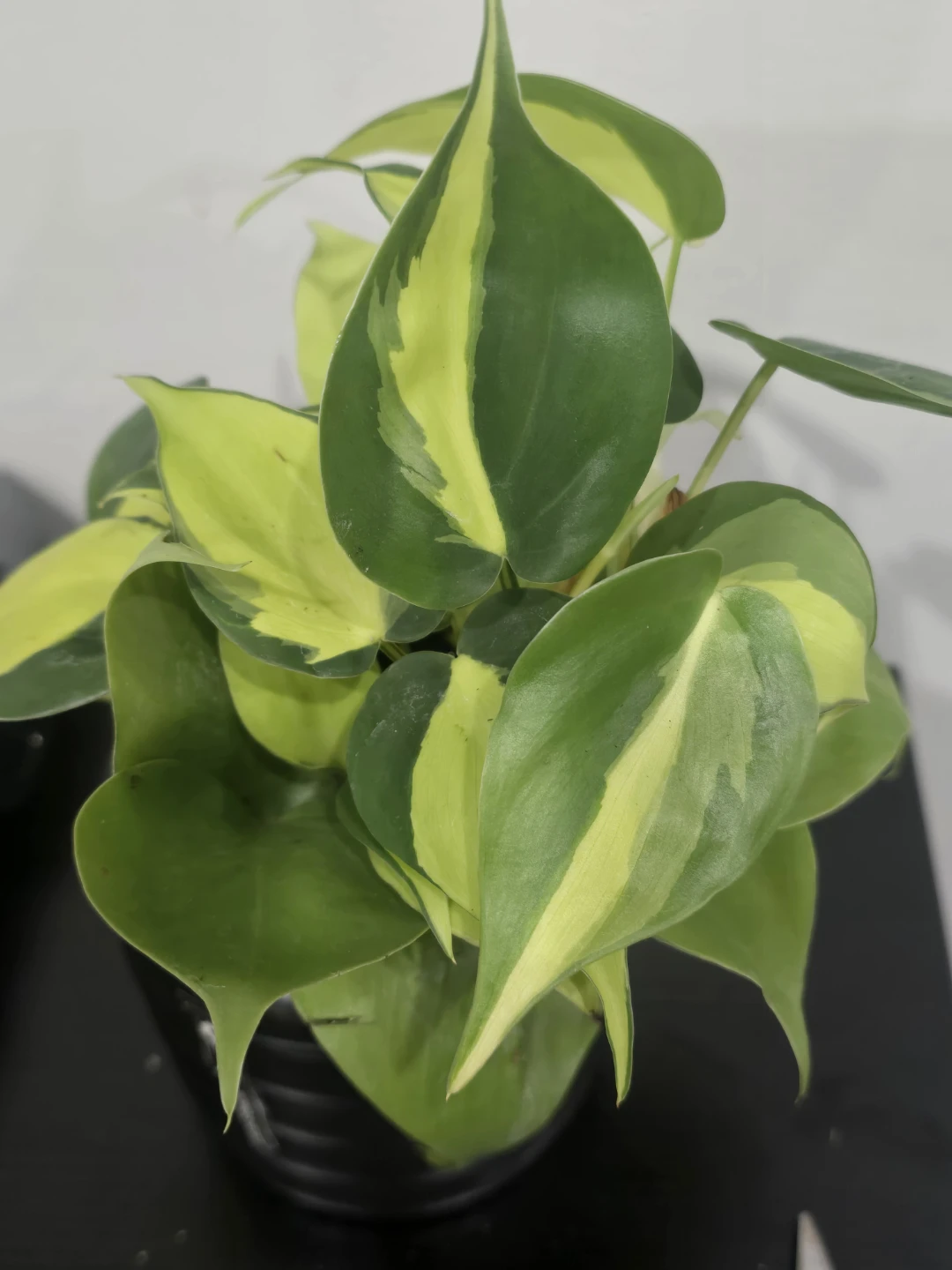Philodendron Brasil Plant