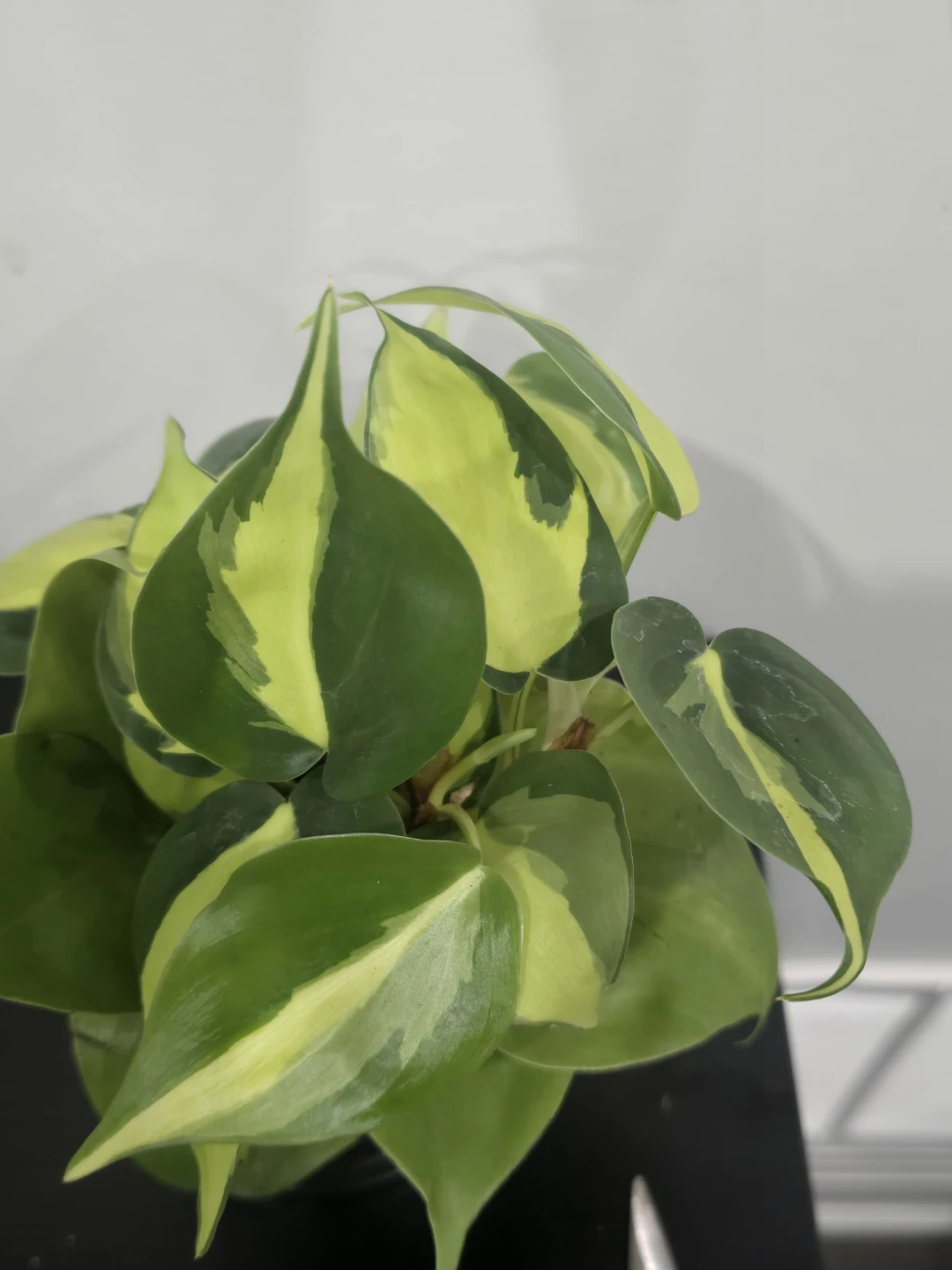 Philodendron Brasil Plant - photo 2