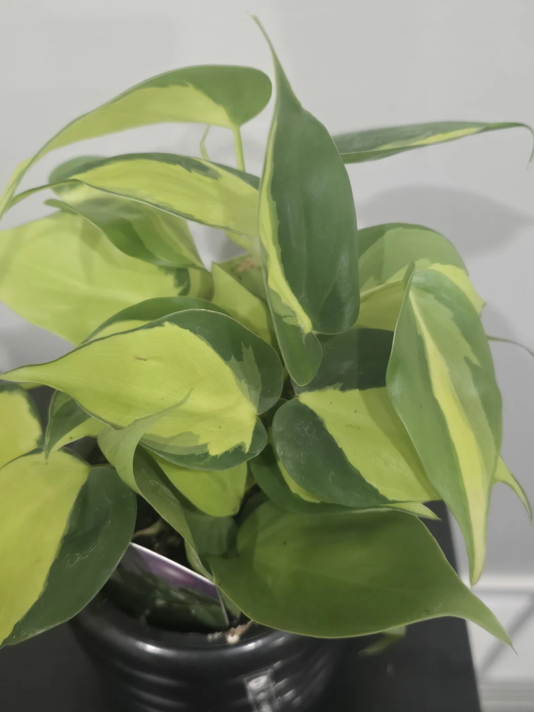 Philodendron Brasil Plant - photo 4