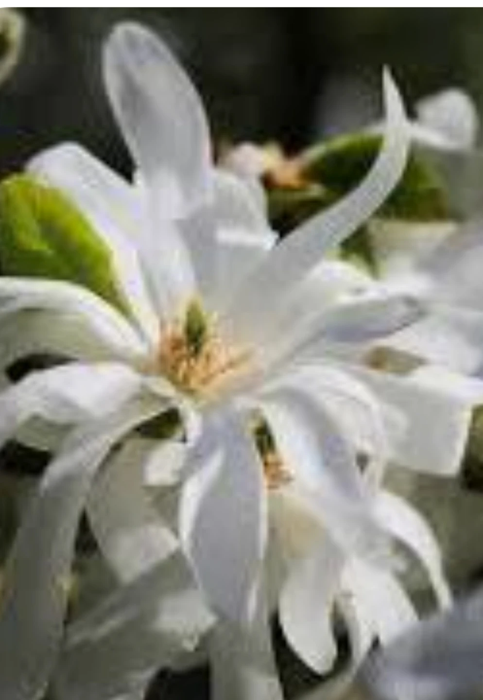 Star Magnolia Tree in 3 gallon pot