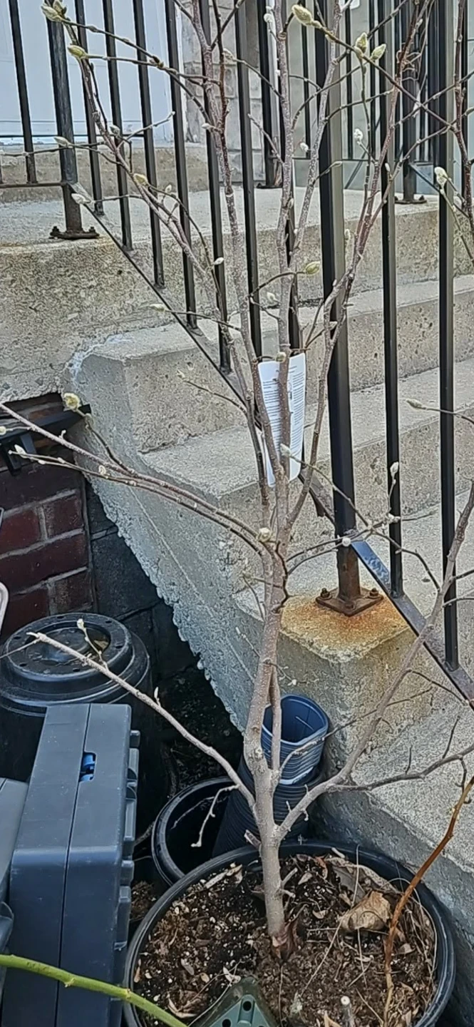 Star Magnolia Tree in 3 gallon pot - photo 2