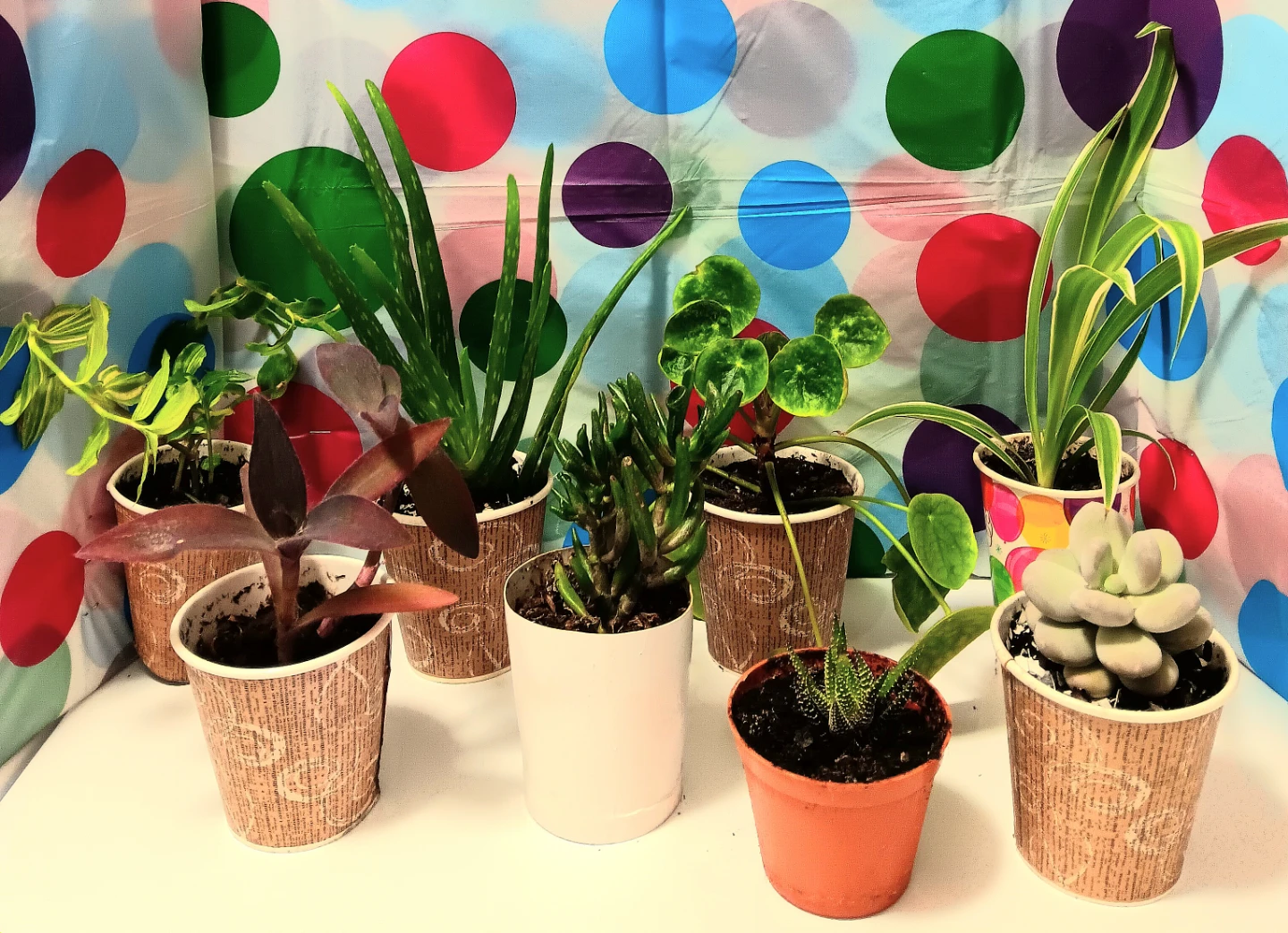 🪴Assorted House Plants Bundle🪴