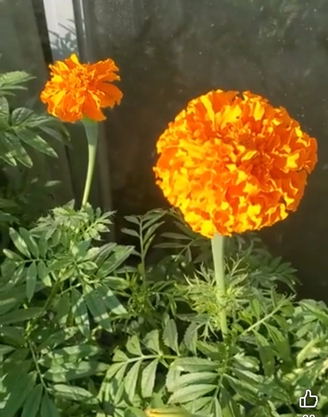Marigold seeds