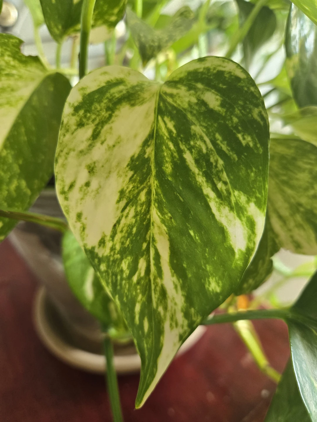 Assorted Indoor Plant Cuttings - photo 2