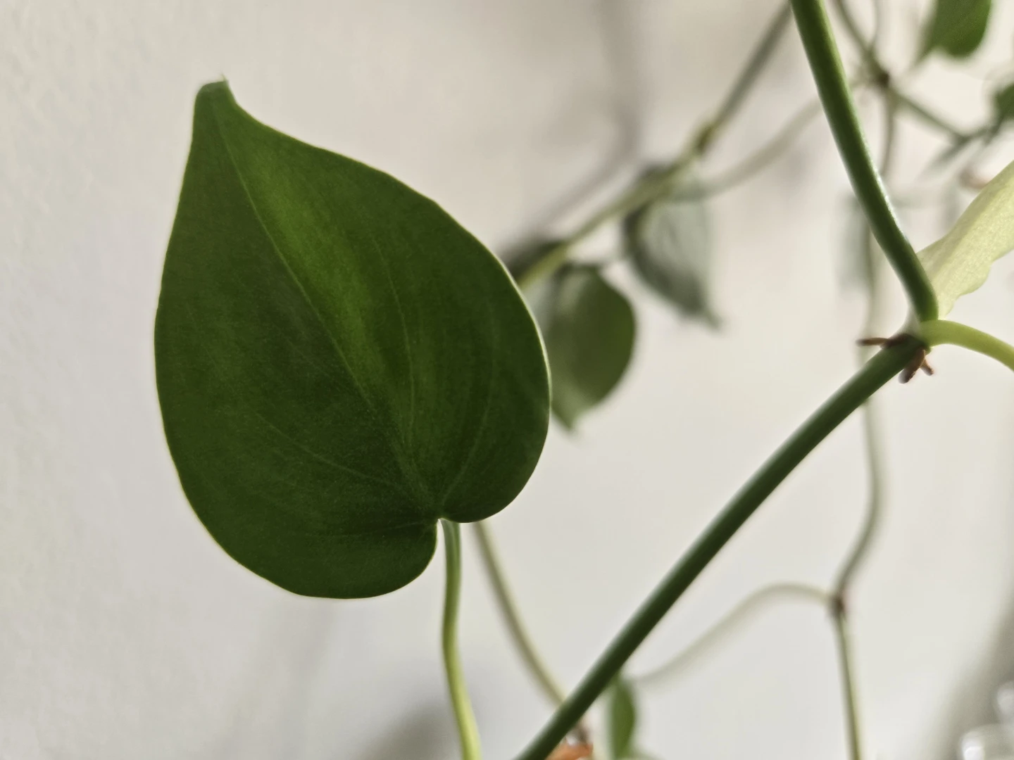 Assorted Indoor Plant Cuttings - photo 3