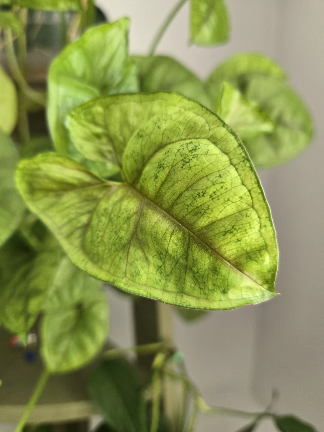 Assorted Indoor Plant Cuttings - photo 4