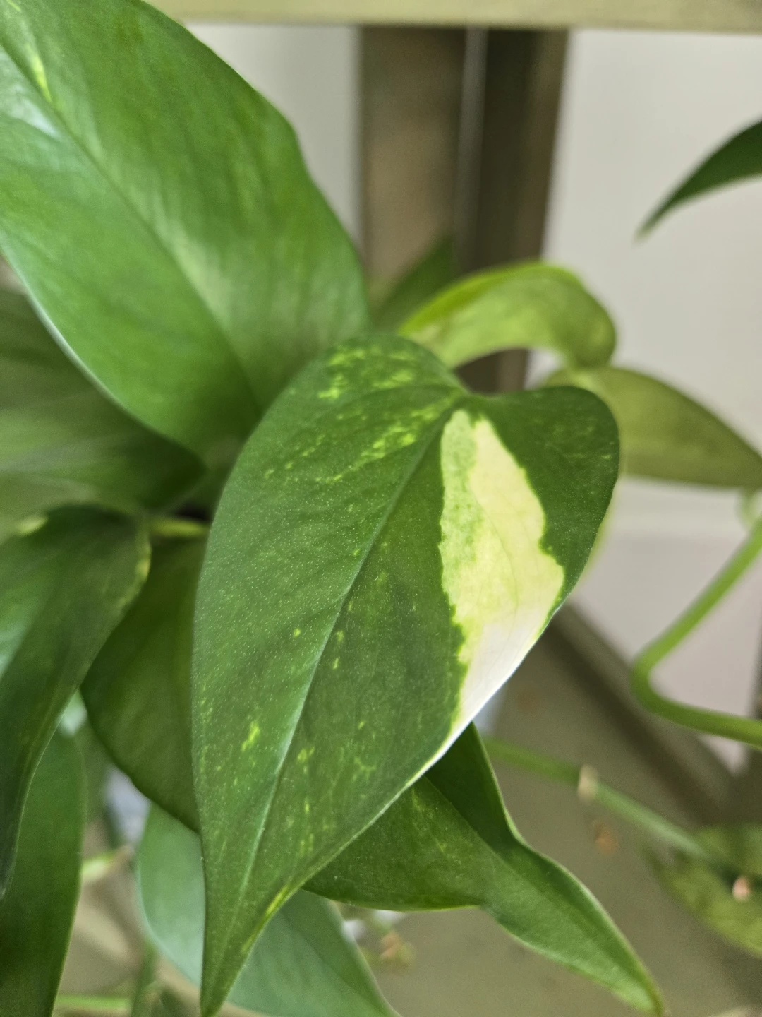 Assorted Indoor Plant Cuttings - photo 5