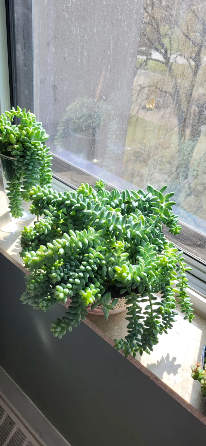 Burro's Tails - photo 2