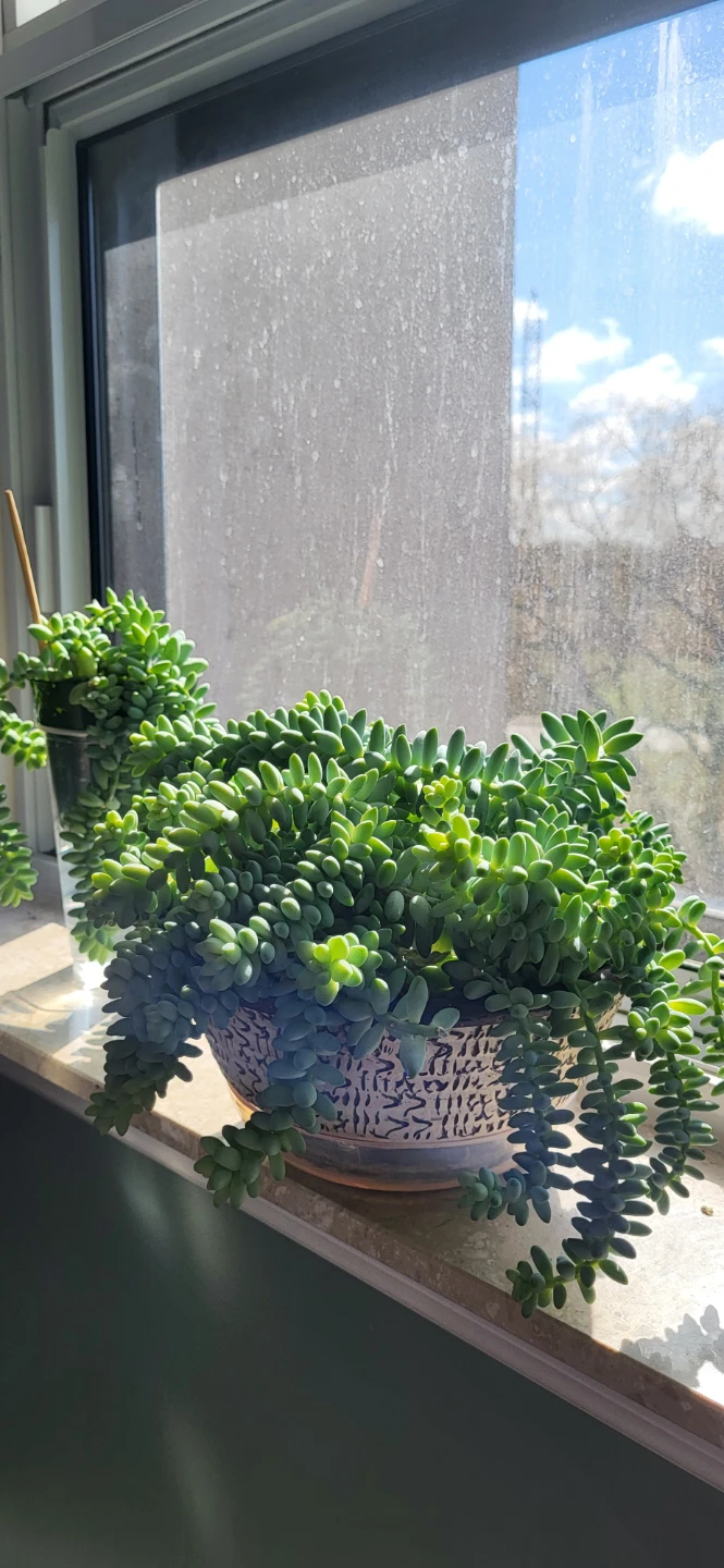 Burro's Tails - photo 3