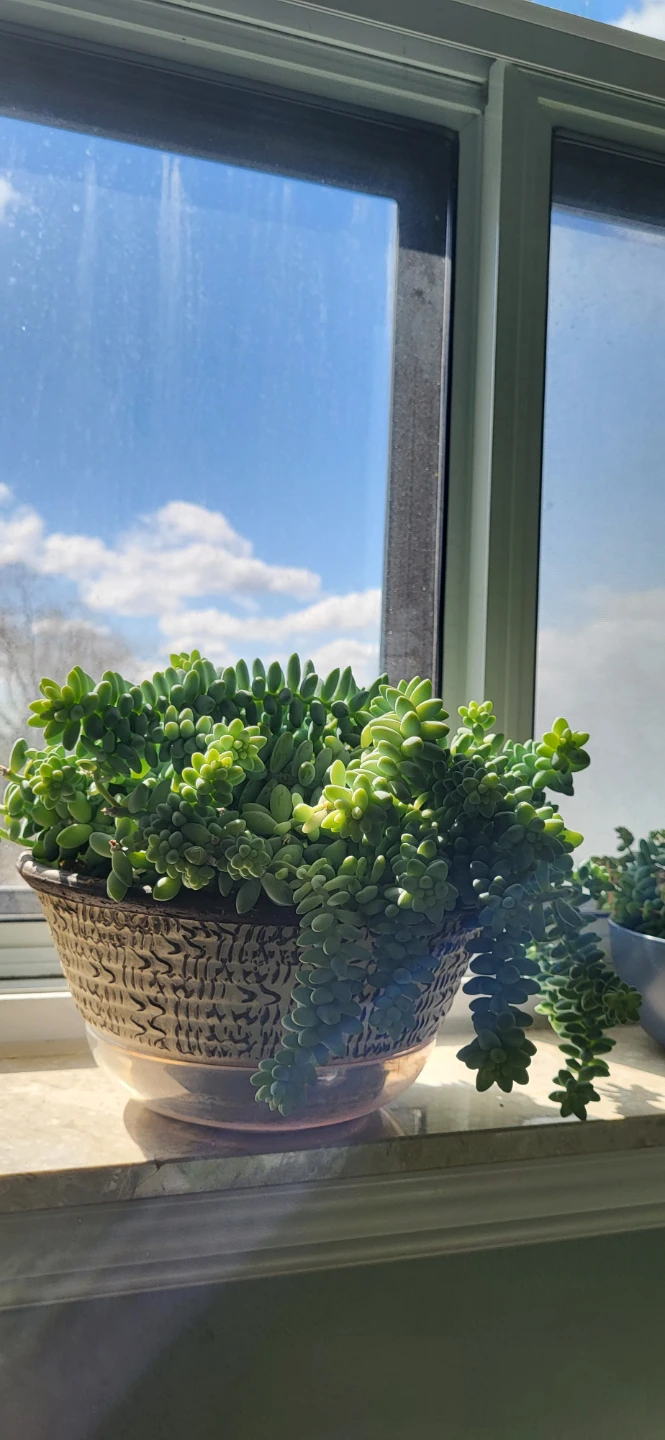 Burro's Tails - photo 4