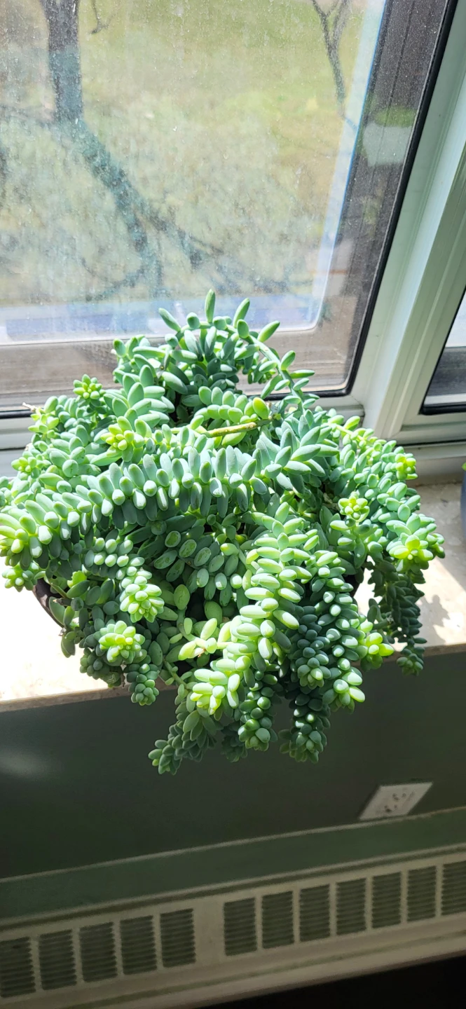 Burro's Tails - photo 5