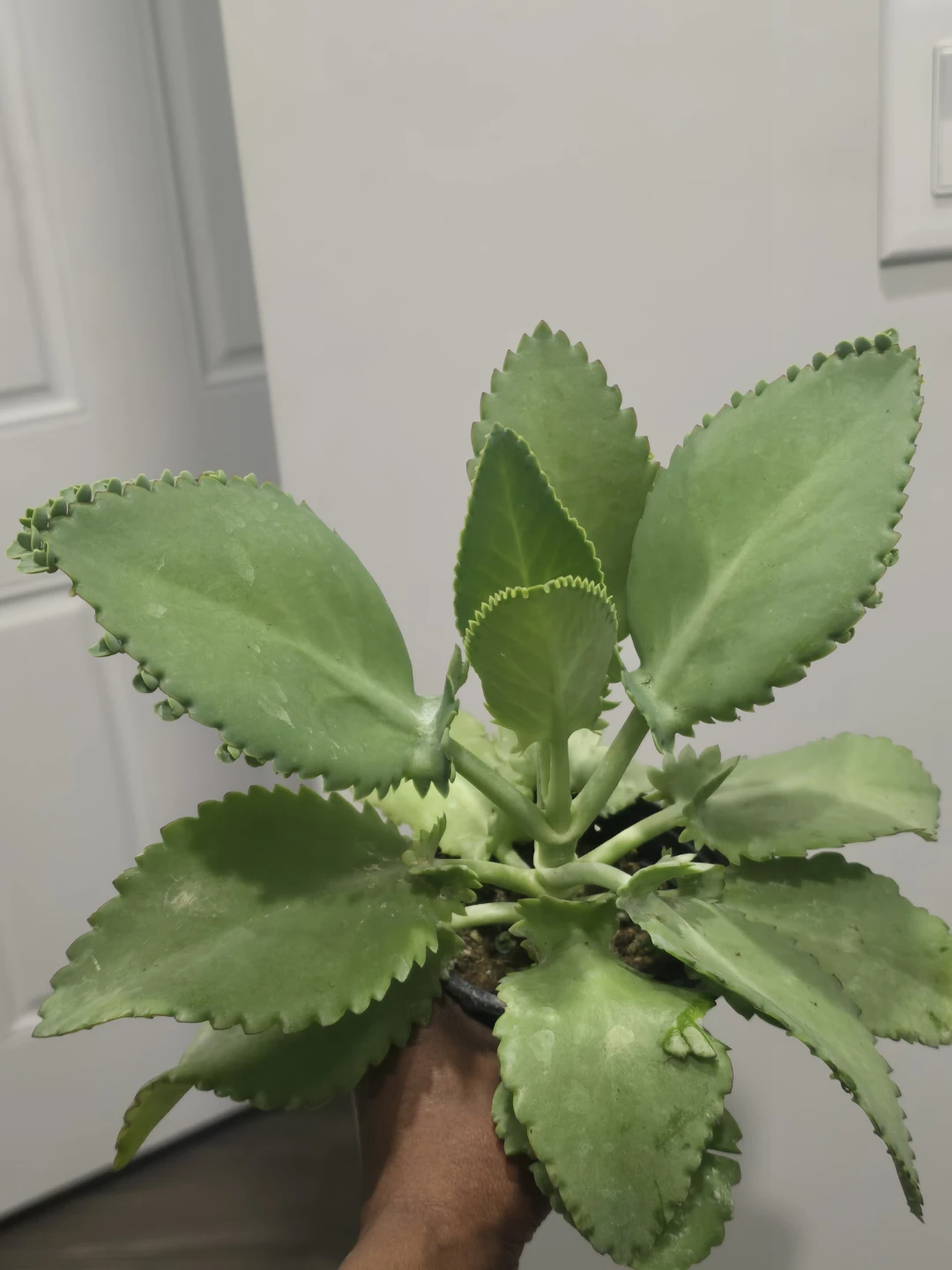 Mother of Thousands Plant
