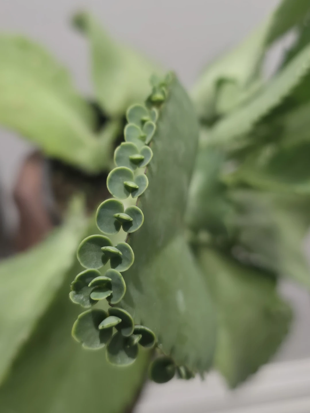 Mother of Thousands Plant - photo 5
