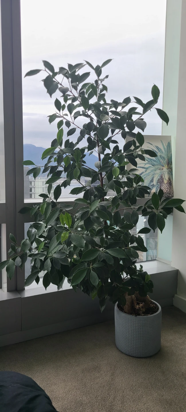Bonsai Tree in Decorative Pot
