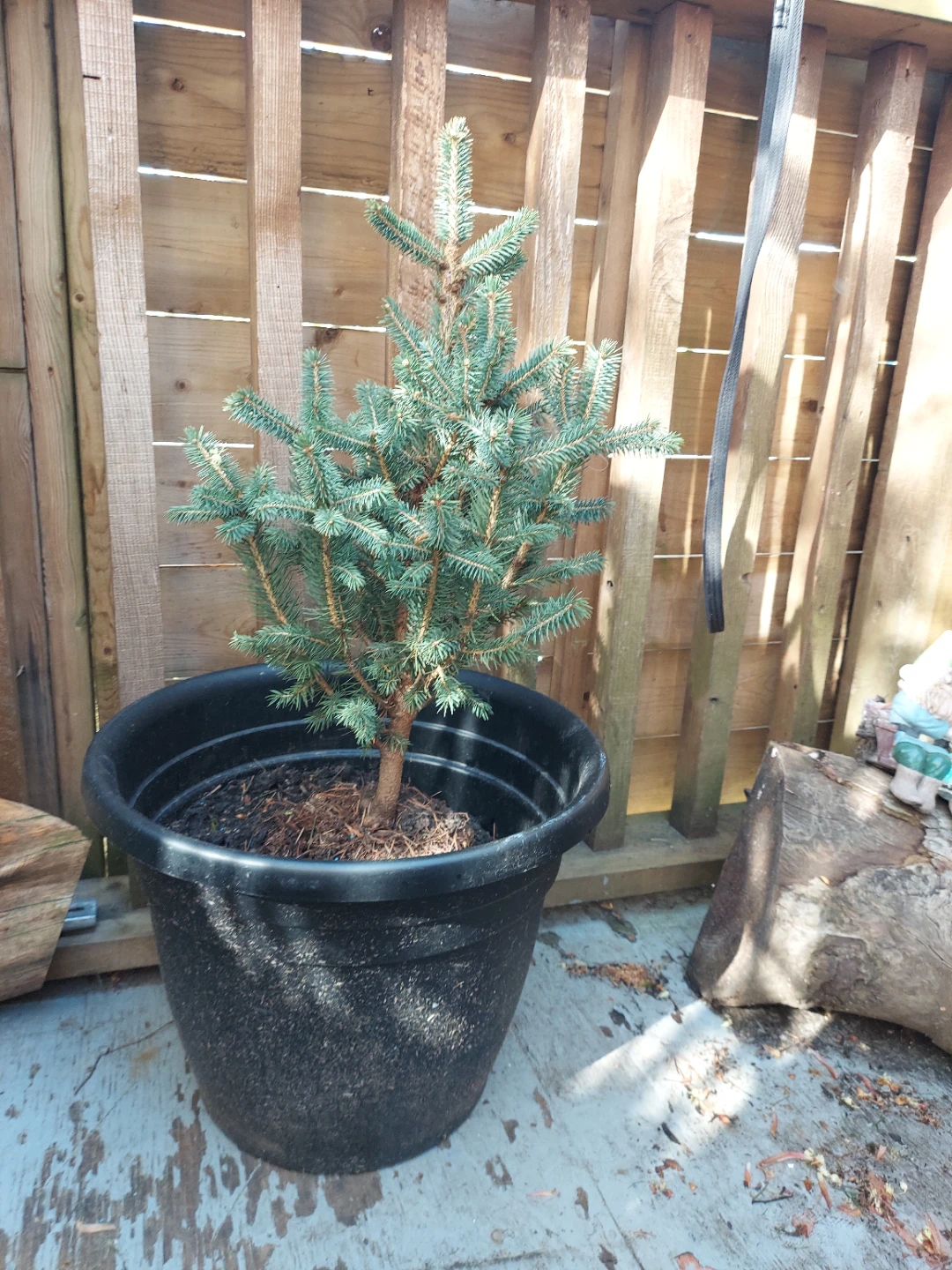 Baby Blue Spruce in Planter
