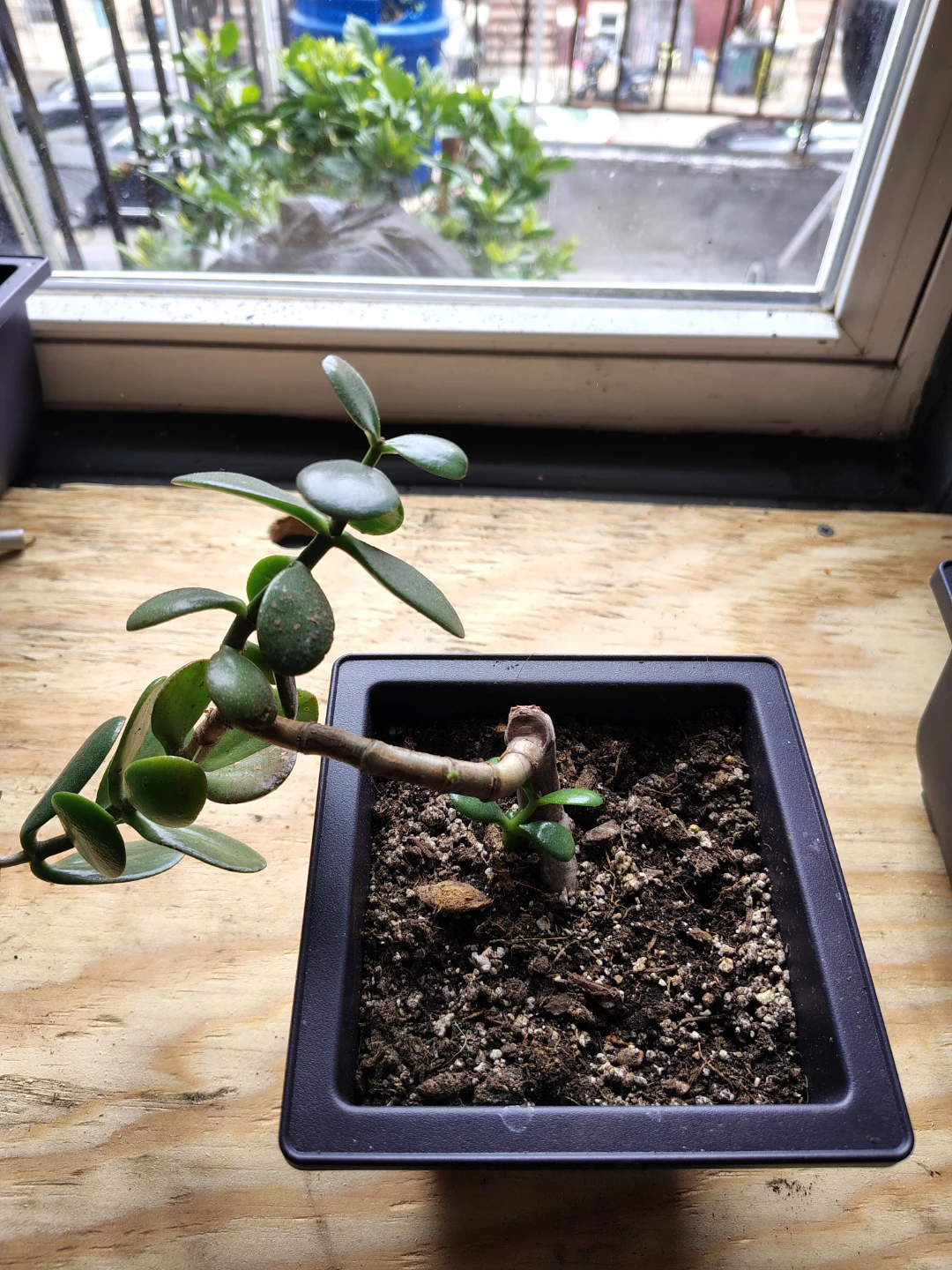 Jade Plant in Pot