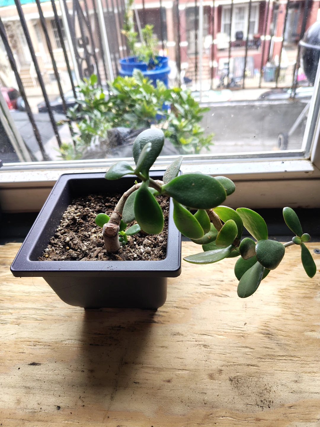 Jade Plant in Pot - photo 2