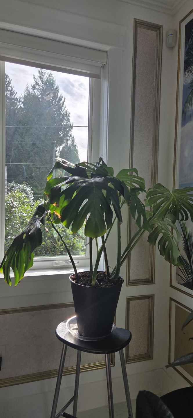 Monstera Deliciosa Plant