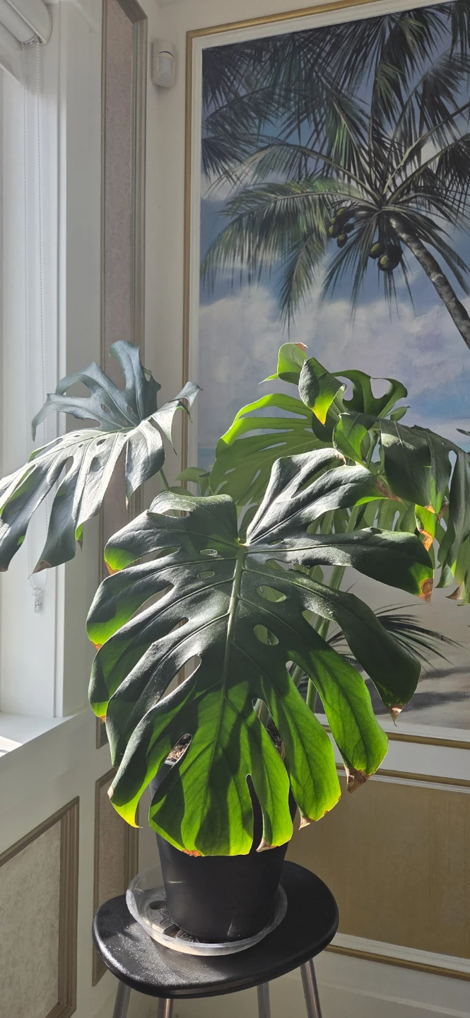 Monstera Deliciosa Plant - photo 2